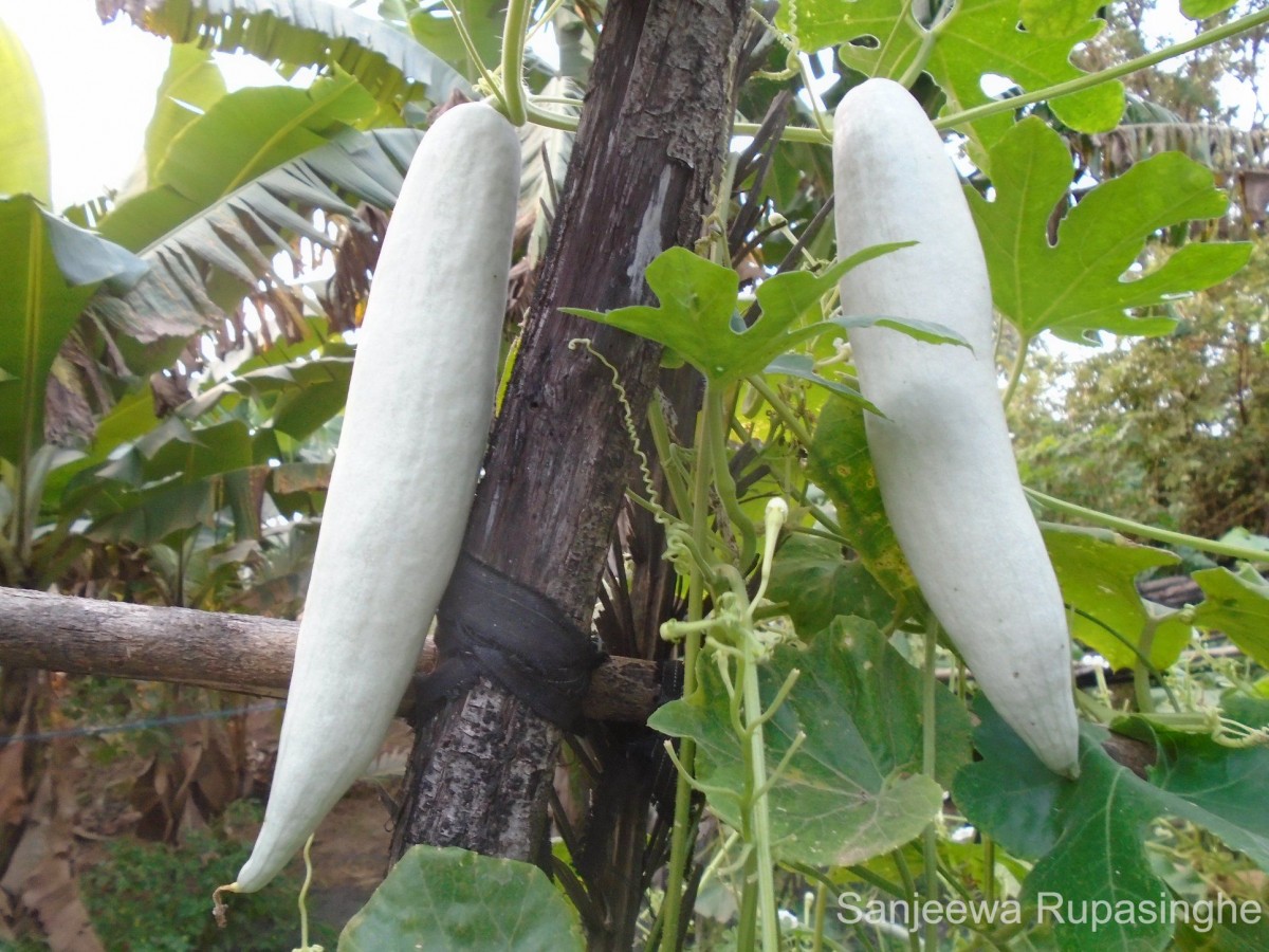 Trichosanthes cucumerina L.